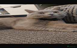 British Shorthair cats for sale: Beautiful female BSH  - Image 12