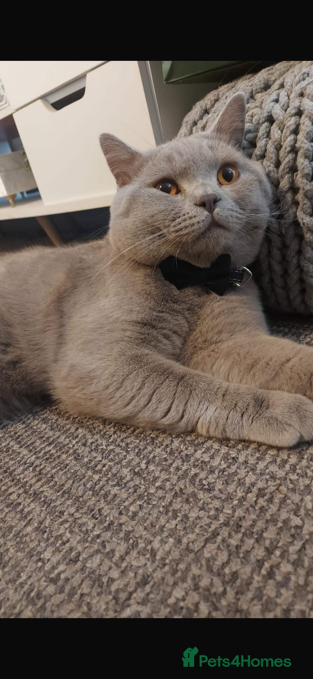 British Shorthair cats for sale: Beautiful female BSH  - Image 12