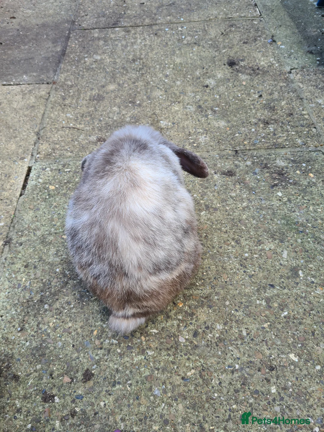 Cashmere Lop rabbits for sale: Bunny 🐰 looking for new love  in Maidstone - Advert 7