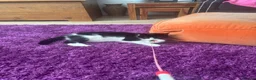 Mixed Breed cats for sale: Mavis - Advert 5