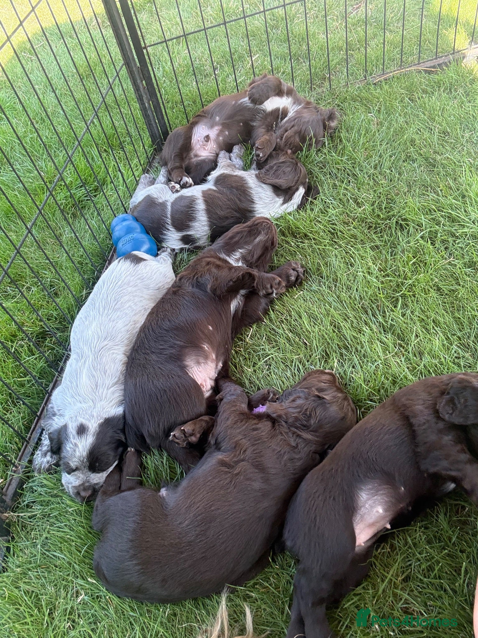 Sprocker dogs 2 working sprocker boys - Advert 1