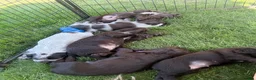 Sprocker dogs for sale: 2 working sprocker boys - Advert 1