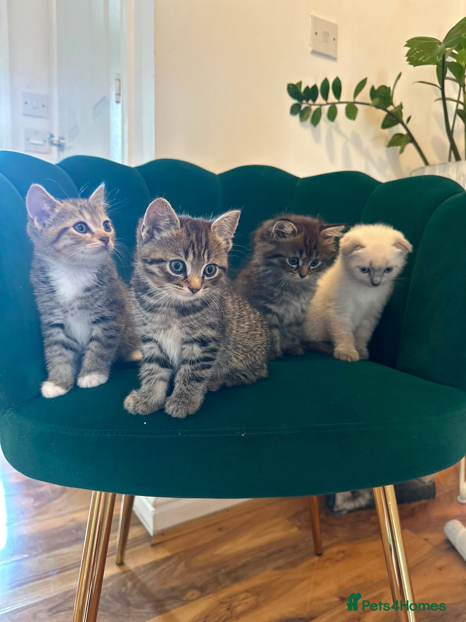 Scottish Fold cats for sale: ✨Adorable Scottish Fold Kittens 🐾 - Advert 1