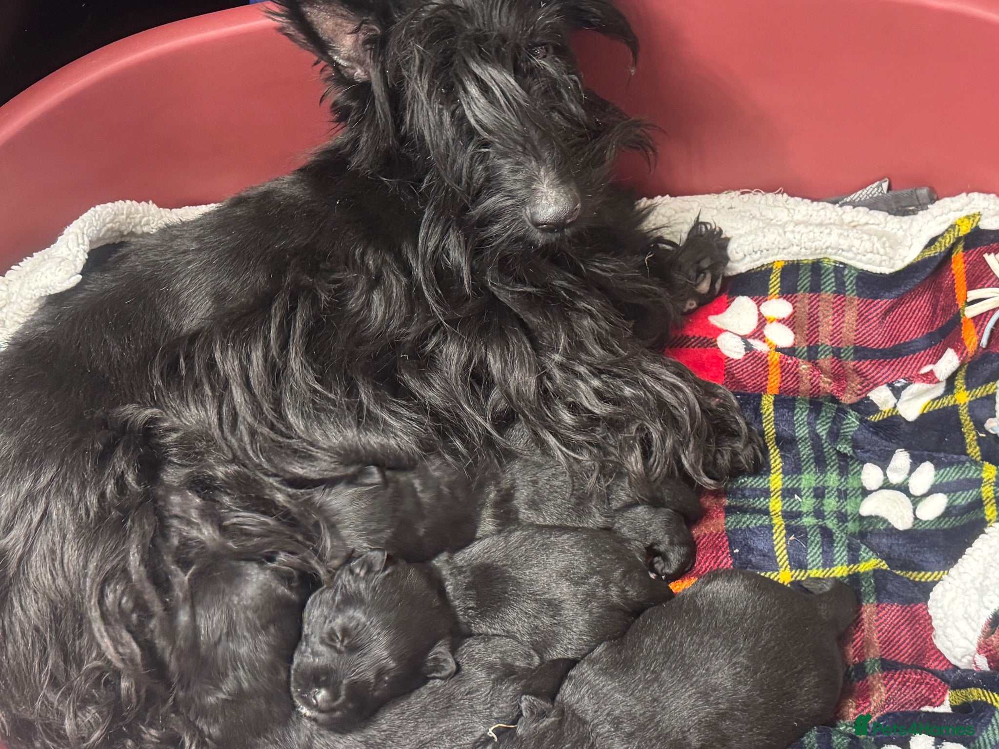 Scottish Terrier dogs Stunning Pedigree Scottish Terrier Puppies  - Advert 3