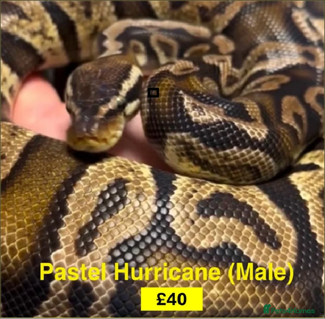 Python Snake reptiles for sale: Ball Pythons for Sale - Advert 2