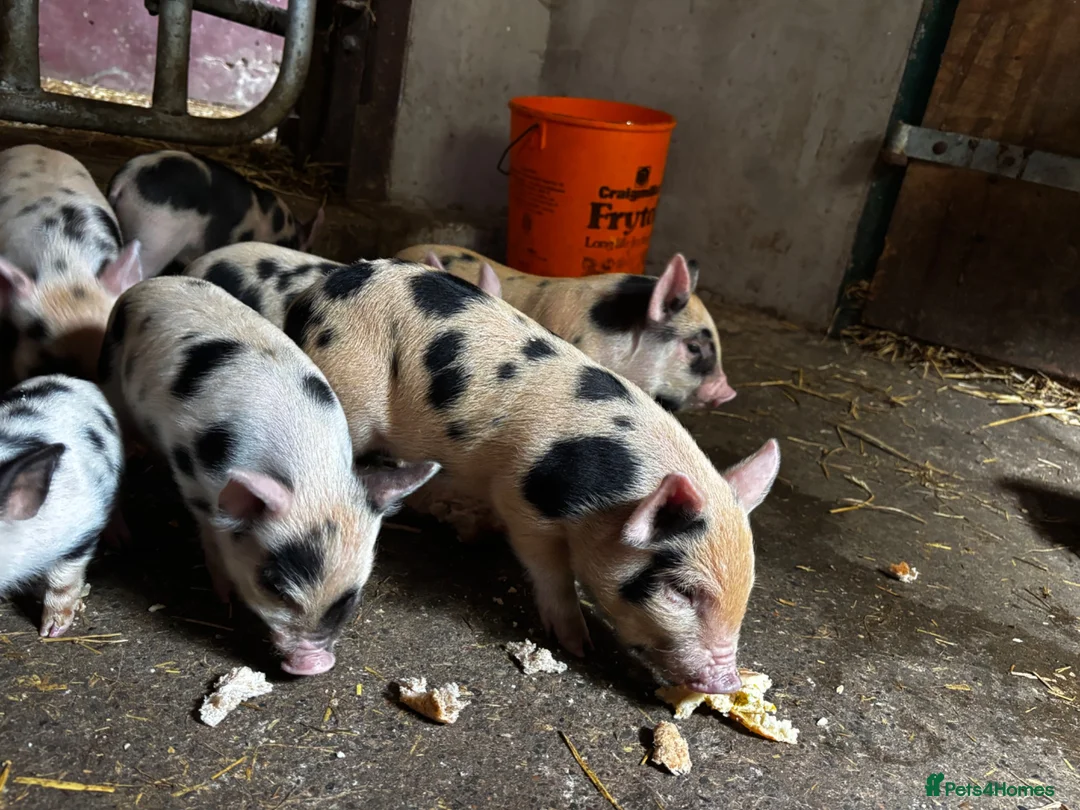 Pig livestock for sale: Mini piglets available  - Advert 2