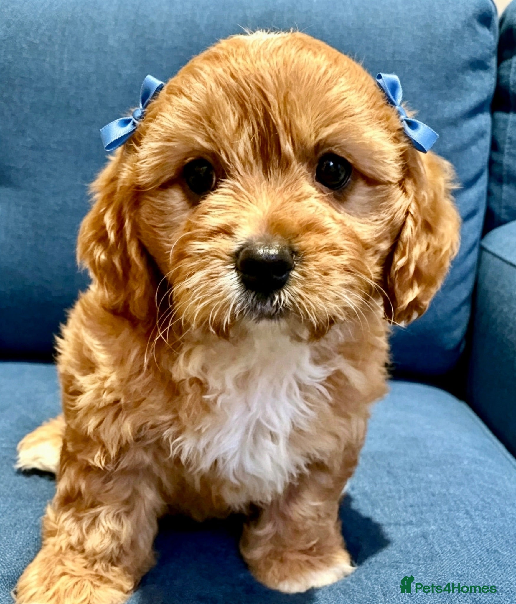 Maltipoo dogs BEAUTIFUL F1B MALTIPOOS READY TO LEAVE! - Advert 5