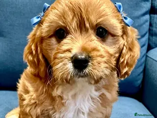 Maltipoo dogs BEAUTIFUL F1B MALTIPOOS READY TO LEAVE! - Advert 5