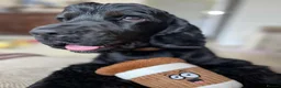 Cocker Spaniel dogs for sale: Beautiful Monzo - Cocker Spaniel looking new home - Advert 7