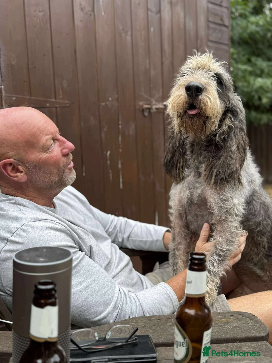 Mixed Breed dogs for adoption: Beautiful Griffon Bleu de Gascogne for adoption - Advert 3