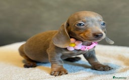 Miniature Dachshund dogs for sale: KC Reg Miniature Dachshund Puppies  - Image 17