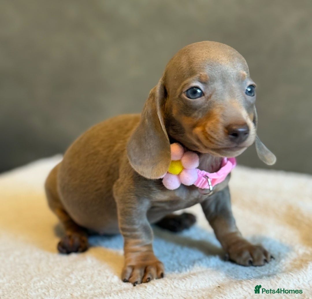 Miniature Dachshund dogs for sale: KC Reg Miniature Dachshund Puppies  - Image 17