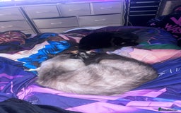 Domestic Shorthair cats for sale: Black Cat and A Torte Siamese RagDoll cat Female  - Advert 12