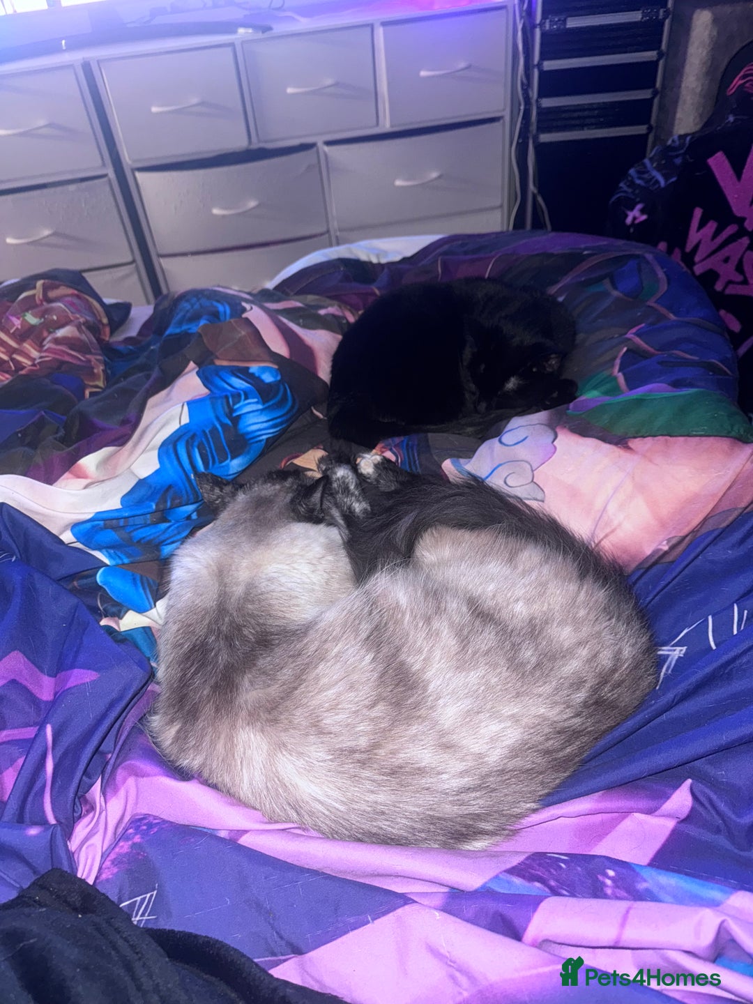 Domestic Shorthair cats for sale: Black Cat and A Torte Siamese RagDoll cat Female  - Advert 12