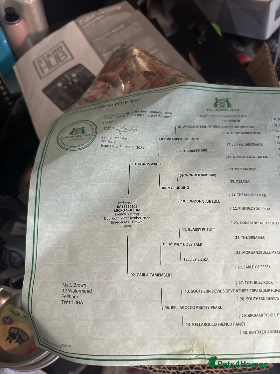 French Bulldog dogs for stud: 98% pure breed frenchie for stud  - Advert 6