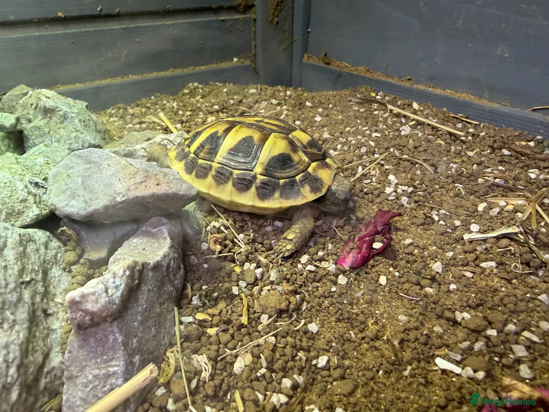 Hermann Tortoise reptiles for sale: Hermann tortoise  - Advert 2