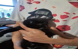 British Shorthair cats for sale: 3 black & white kittens  - Image 5