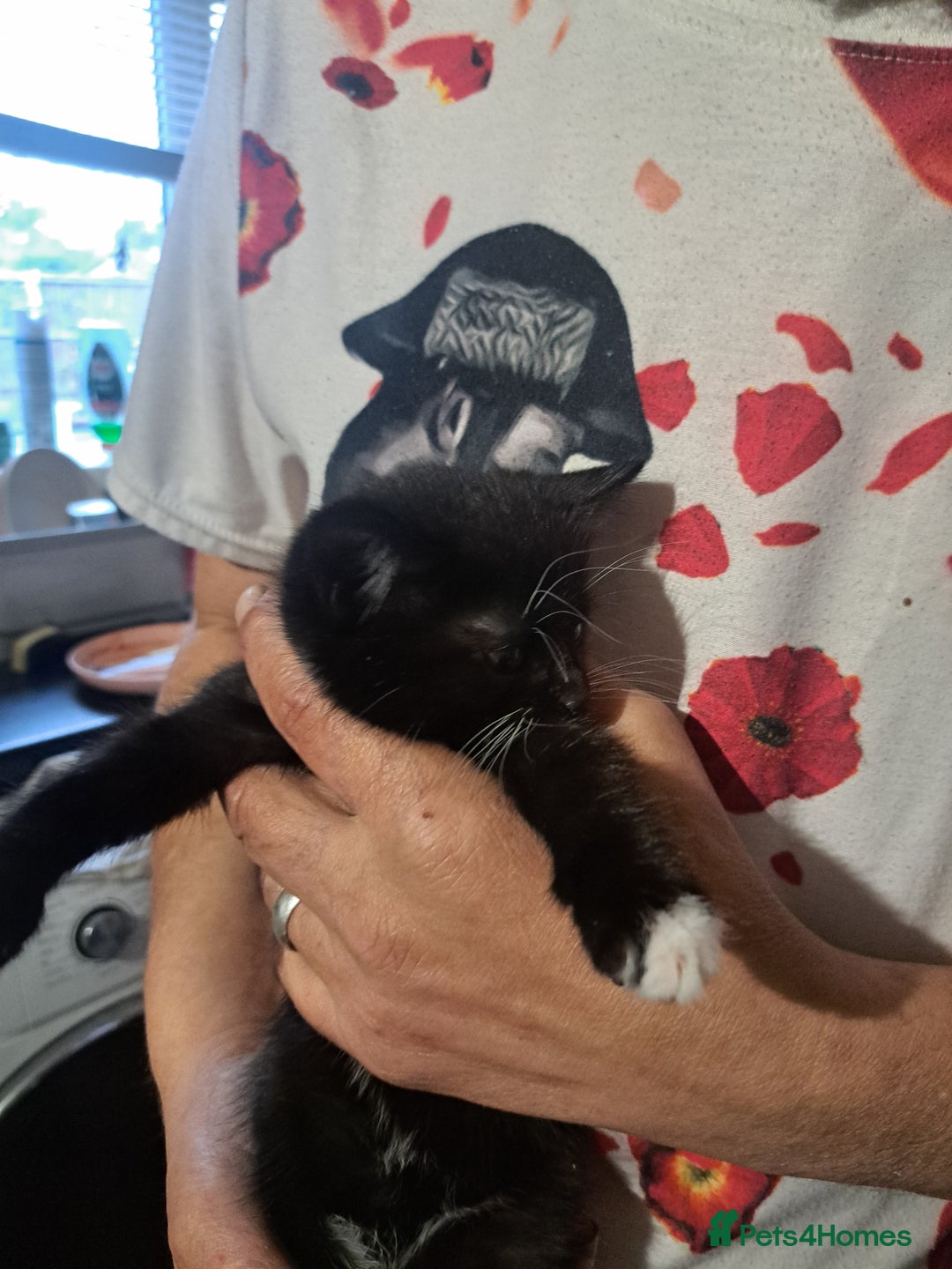 British Shorthair cats for sale: 3 black & white kittens  - Image 5