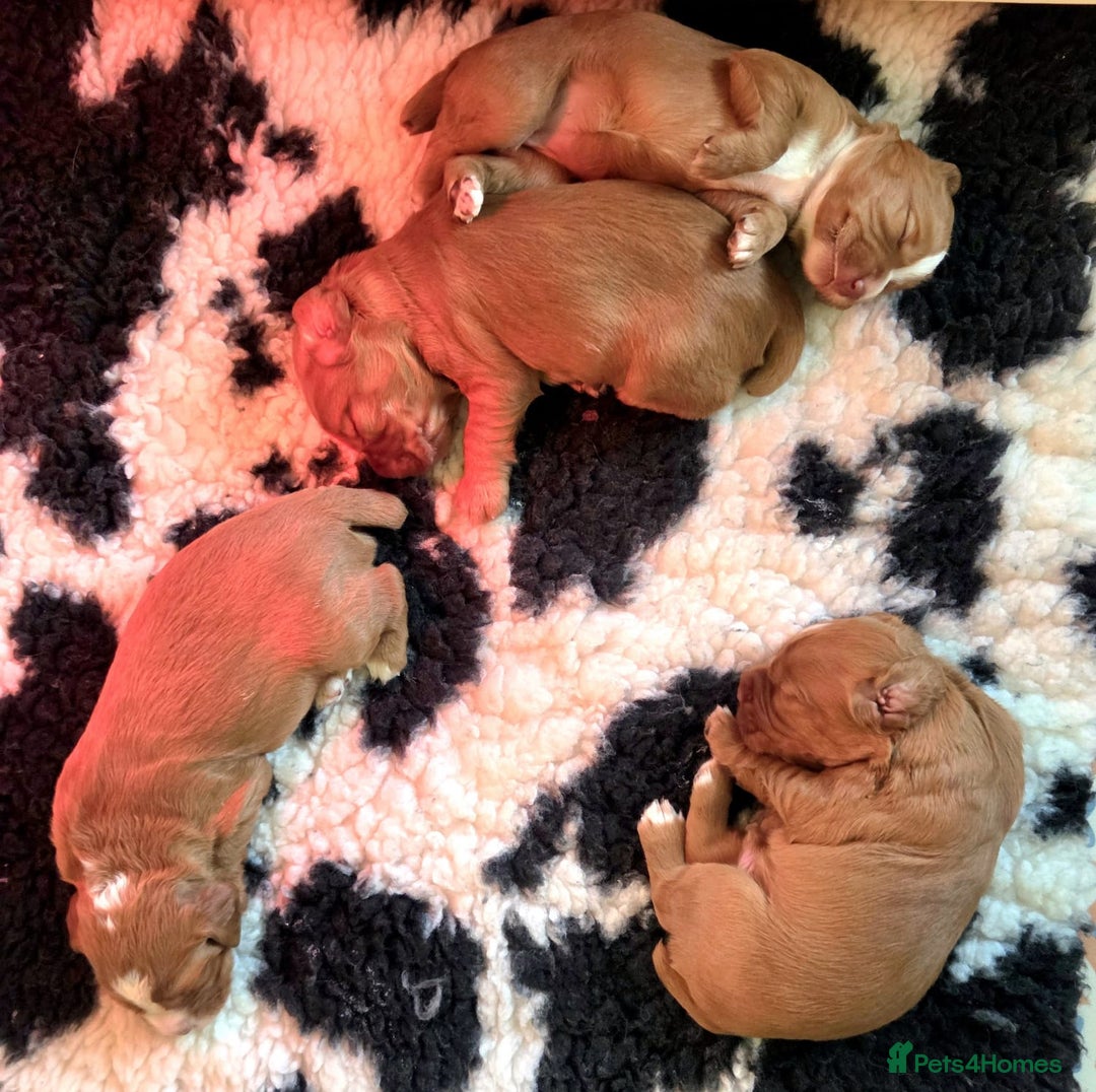 Cocker Spaniel dogs for sale: Stunning KC reg red working cocker pups - Advert 3