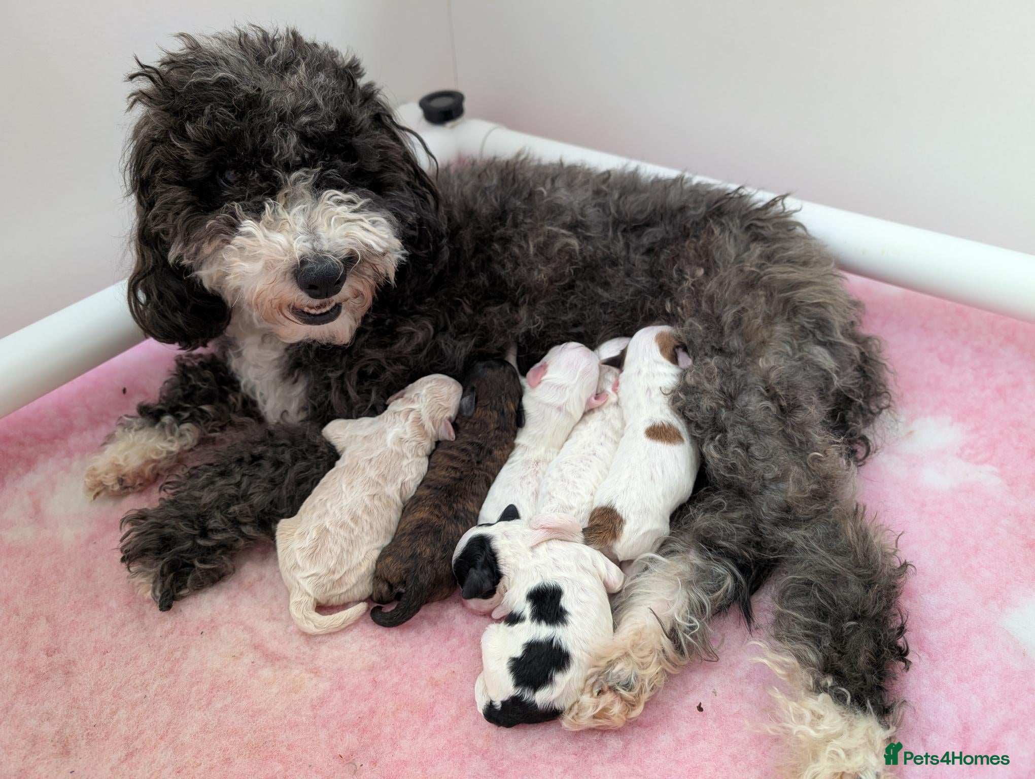 Maltipoo dogs Adorable Maltipoo Puppies  - Advert 7