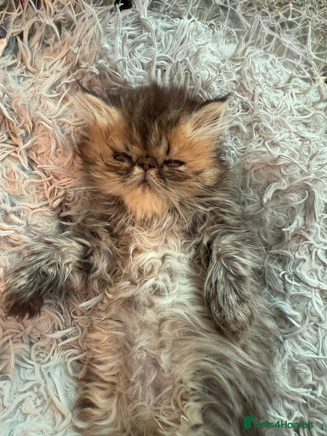 Persian cats for sale: REDUCED GCCF PERSIAN KITTENS  - Image 2