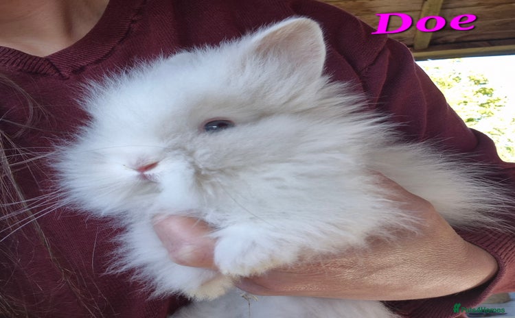 Lionhead rabbits - Advert 1