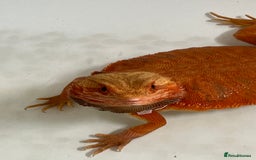 Bearded Dragon reptiles for sale: Bearded Dragon for sale - Image 4