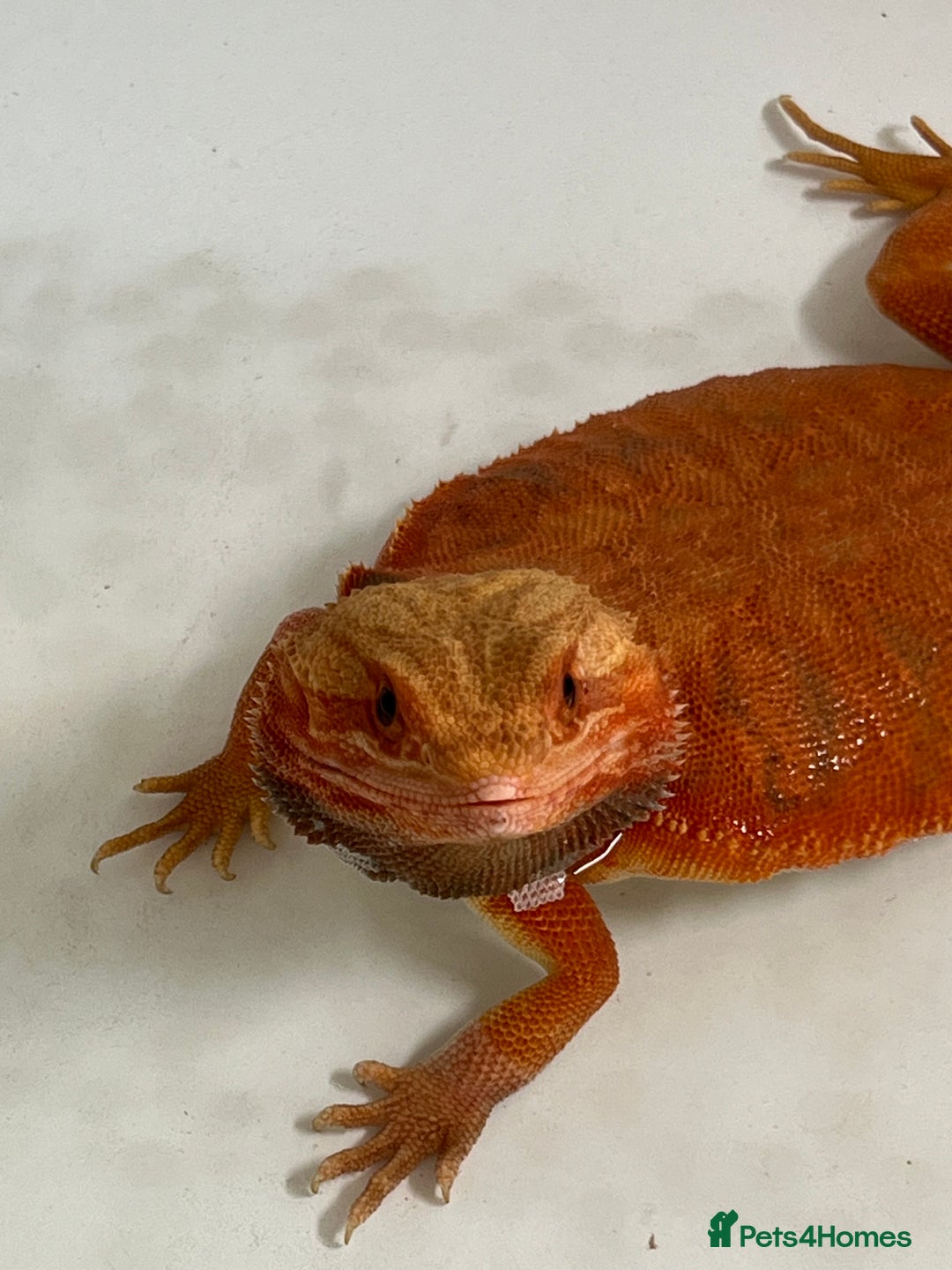 Bearded Dragon reptiles for sale: Bearded Dragon for sale - Image 4