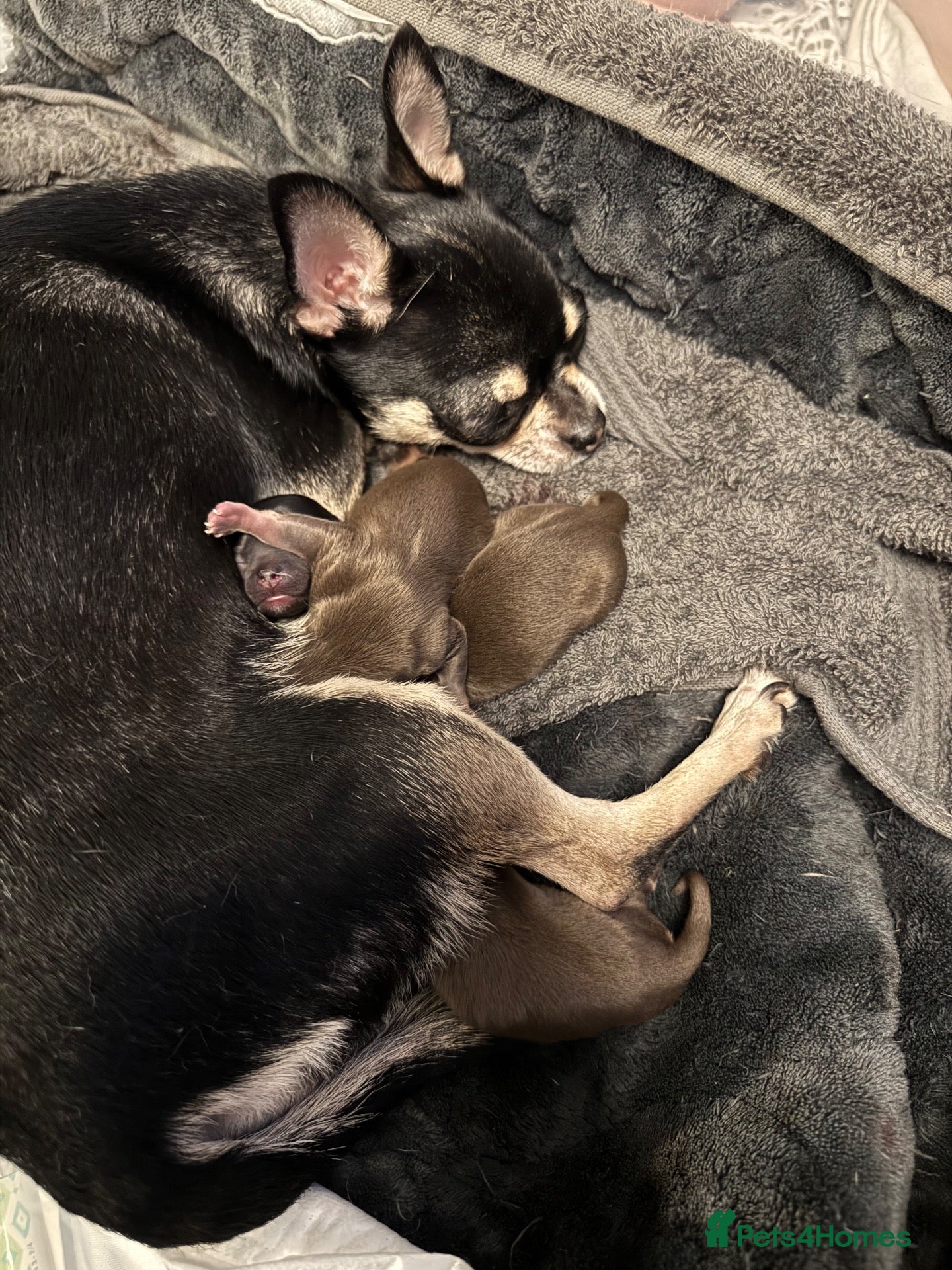 Chihuahua dogs Chihuahua Puppies - Advert 1