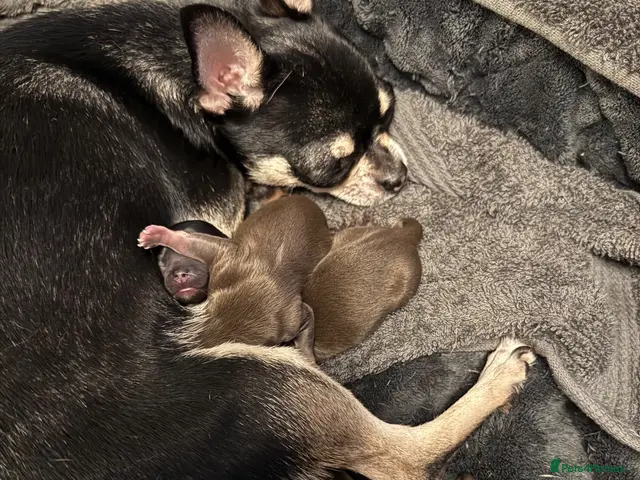 Chihuahua dogs Chihuahua Puppies - Advert 6