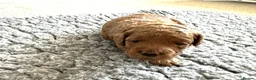 Cockapoo dogs for sale: Toy Cockapoo Pups, Beautiful Family Line - Advert 4