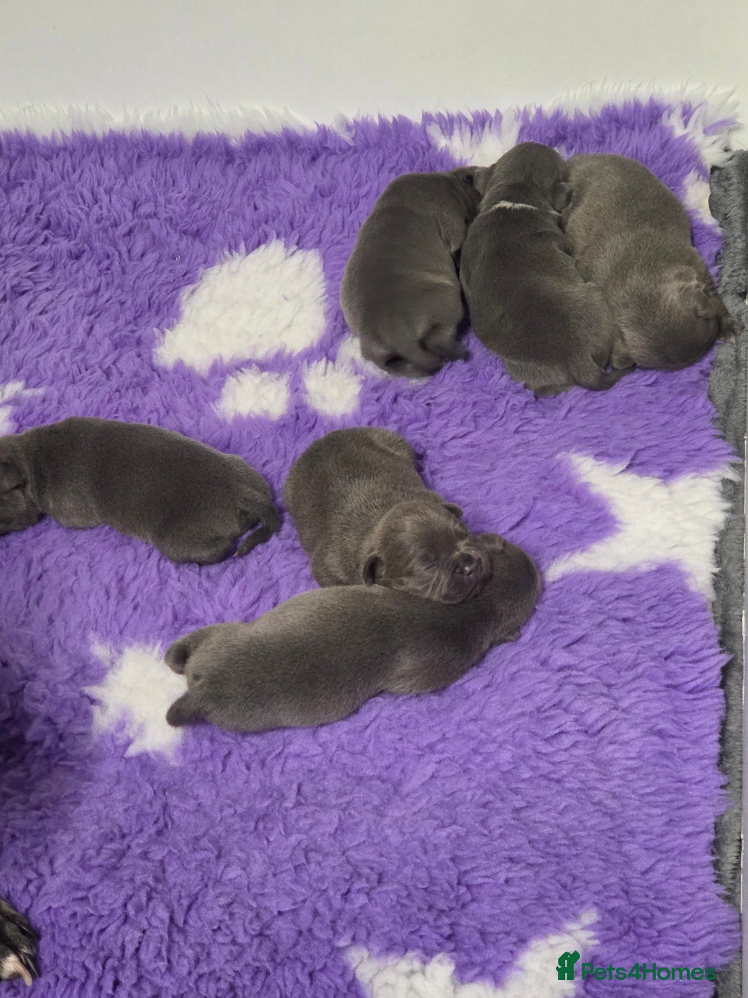 Staffordshire Bull Terrier dogs for sale: Blue staffie puppies 🐶  - Advert 8