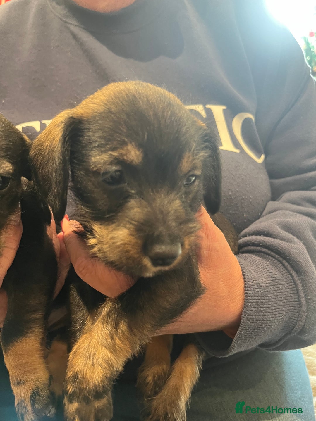 Mixed Breed dogs for sale: Two beautiful puppies looking for there new home  - Advert 3