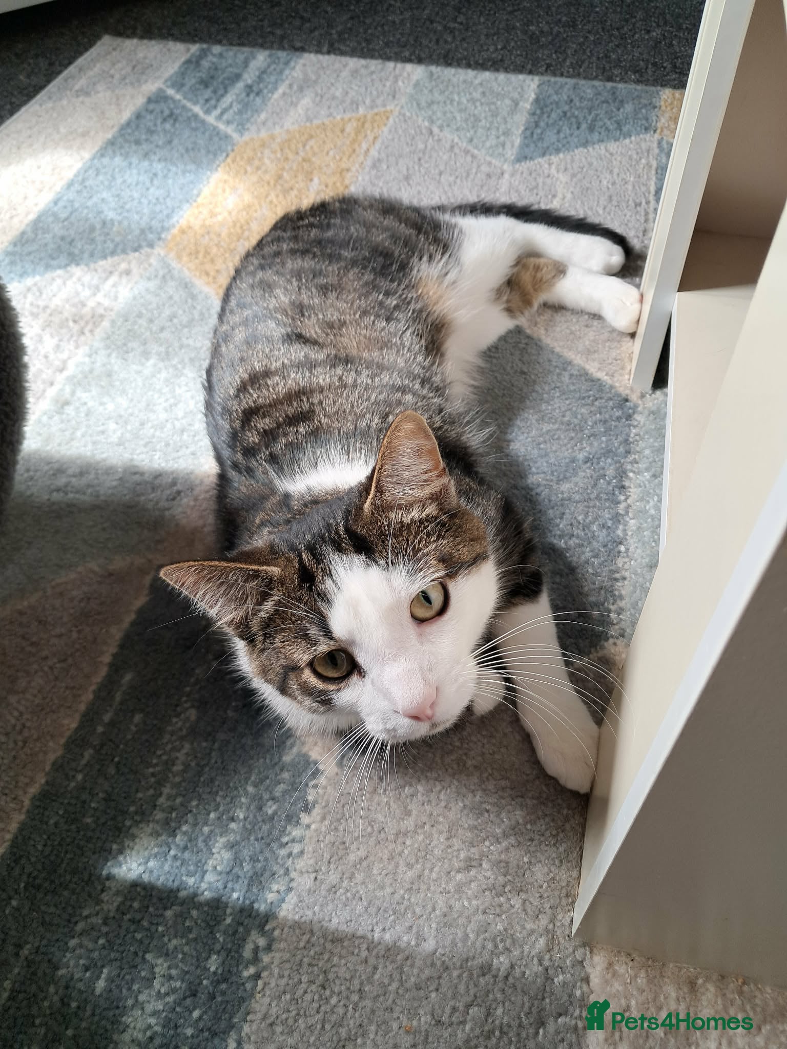 Mixed Breed cats 2 boys for adoption  - Advert 1