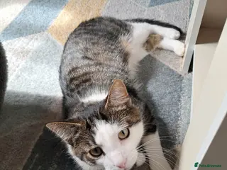 Mixed Breed cats 2 boys for adoption - Advert 1