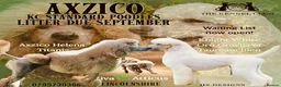 Standard Poodle dogs for sale: KC Standard Poodles due September - Advert 1