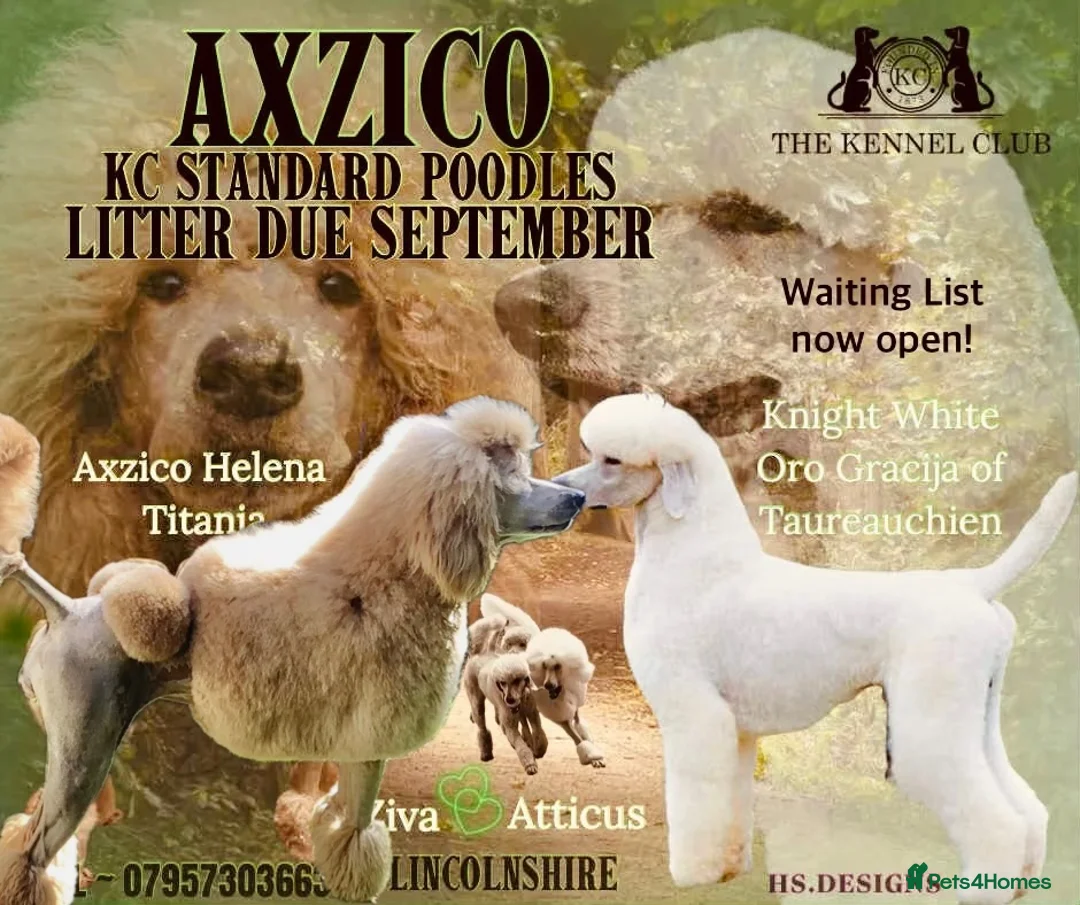 Standard Poodle dogs for sale: KC Standard Poodles due September - Advert 1