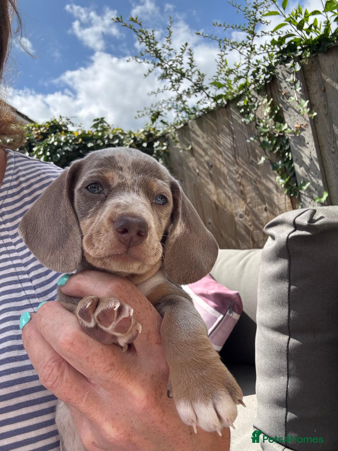 Miniature Dachshund dogs for sale: Miniature dachshunds for sale  - Image 2