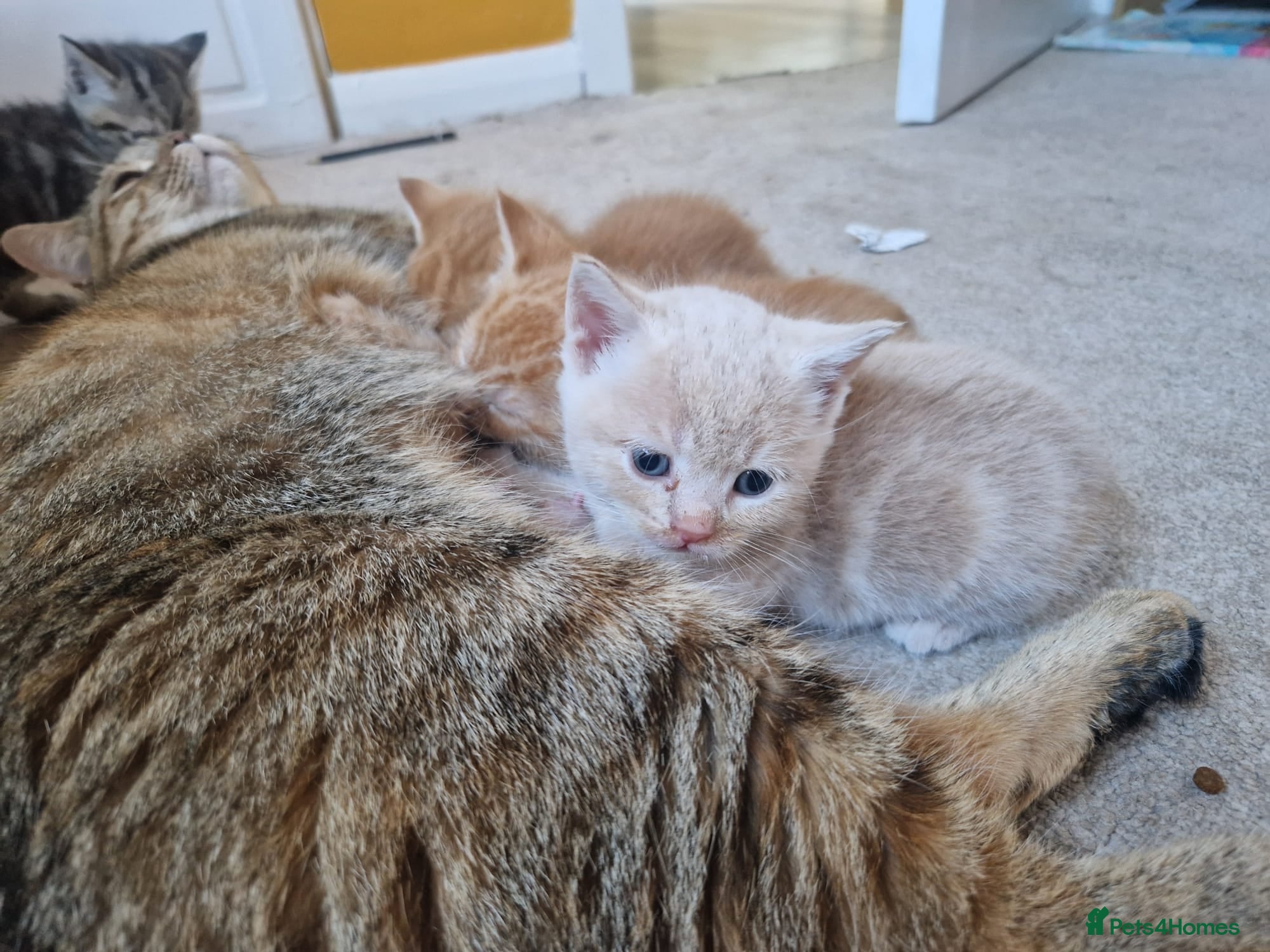Mixed Breed cats 3 Beautiful BSH x Ragdoll Kittens - Advert 2