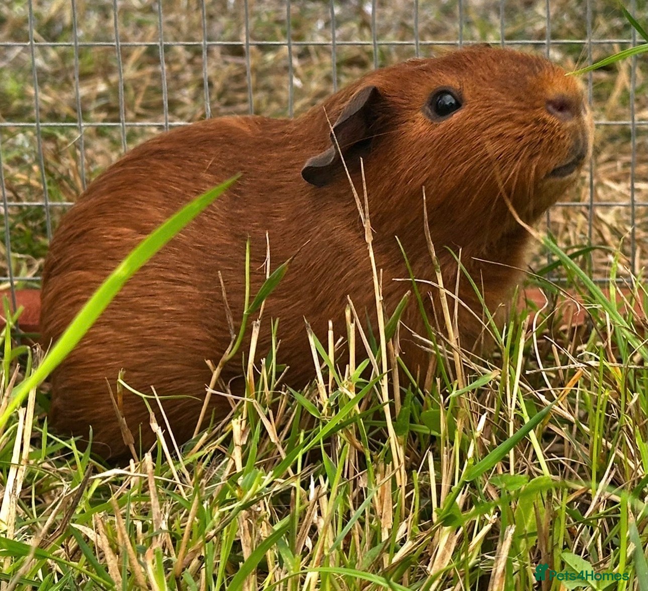 Guinea Pig rodents DE Red Boar ~ 6mths old - Advert 2