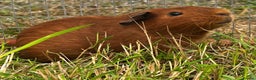 Guinea Pig rodents for sale: DE Red Boar ~ 6mths old - Advert 1