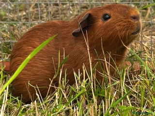 Guinea Pig rodents DE Red Boar ~ 6mths old - Advert 1