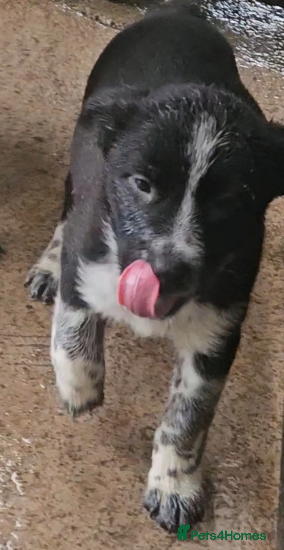 Mixed Breed dogs for sale: AUSTRALIAN CATTLE DOG X COLLIE PUPPIES - Advert 5