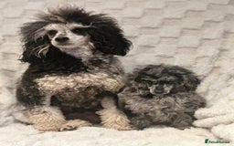 Mixed Breed dogs for sale: Miniature merle poodle female  - Image 9