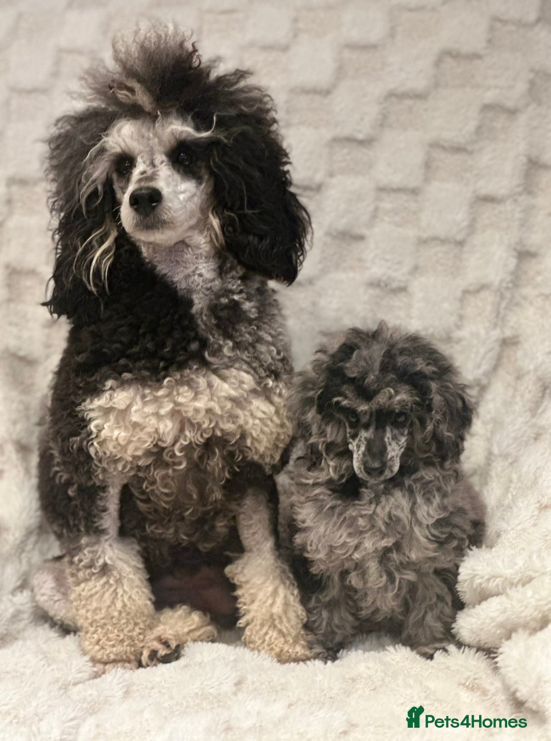 Mixed Breed dogs for sale: Miniature merle poodle female  - Image 9