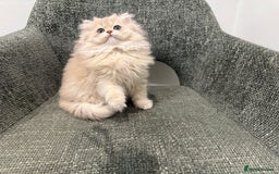 British Longhair cats for sale: Golden and Blue golden British longhairs - Image 6