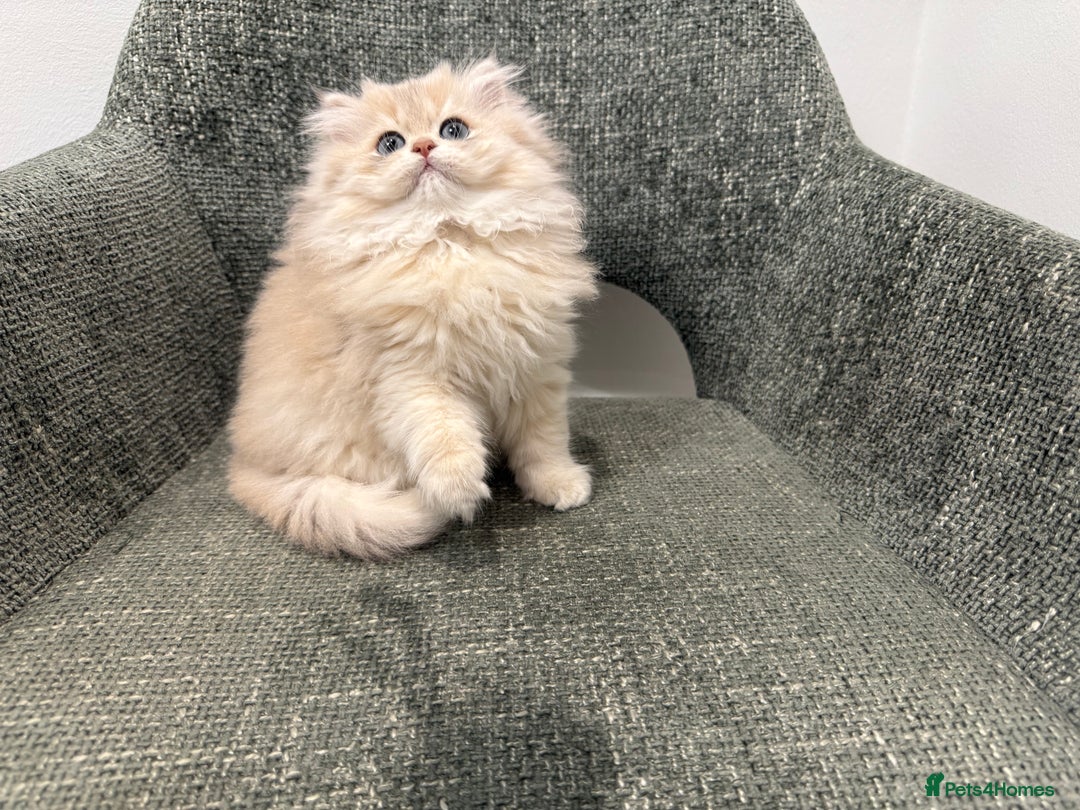 British Longhair cats for sale: Golden and Blue golden British longhairs - Image 6