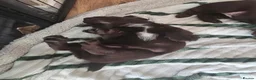 Mixed Breed dogs for sale: 1 male & 1 female cockerdale pups in Ludlow - Advert 3