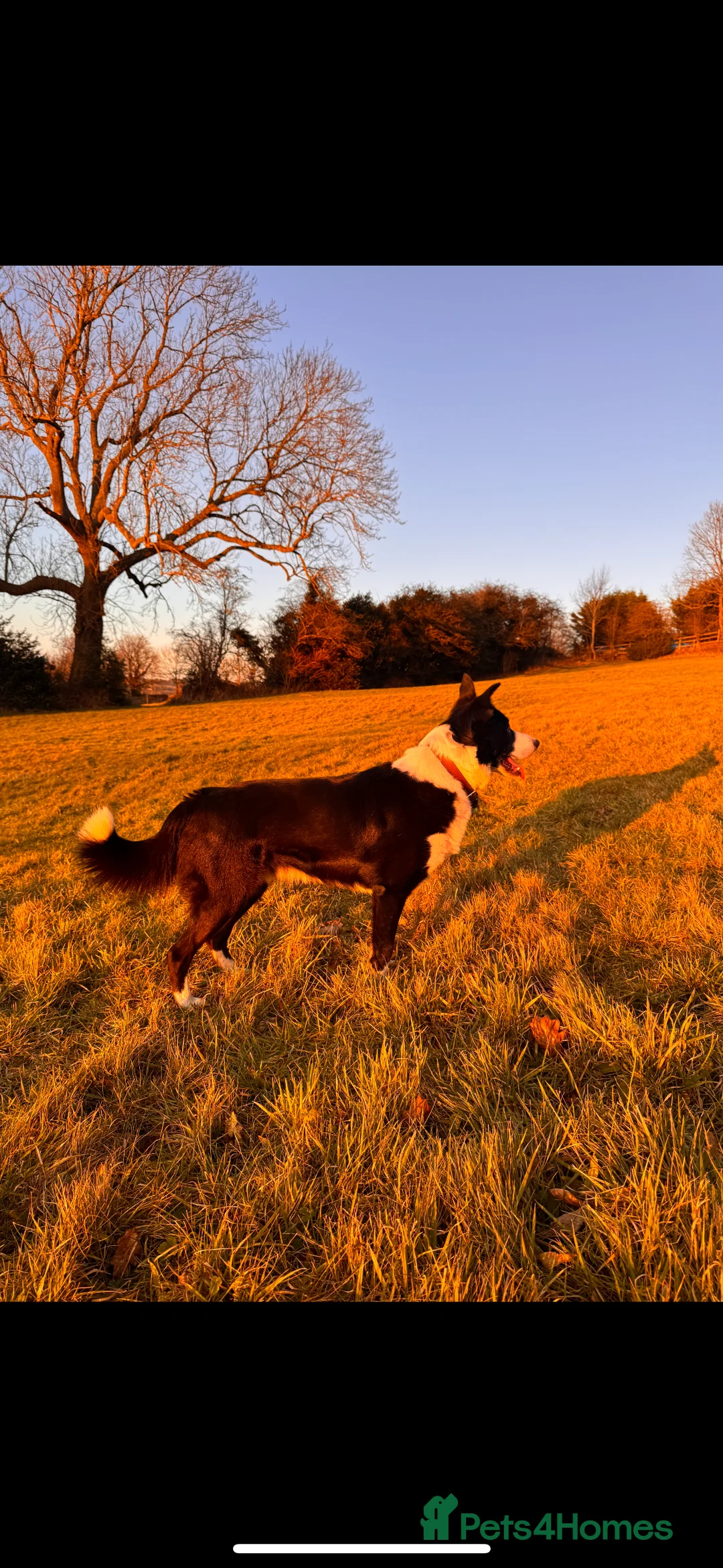 Border Collie dogs for stud: Proven Border Collie Stud | Strong Working Lines  - Advert 8