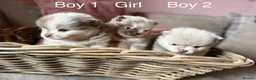 Pomeranian dogs for sale: Lilac Merle Babies - Petite, Quality, Teddy Pups - Advert 10